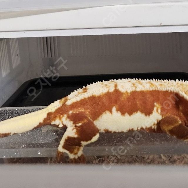 릴리화이트 레드 풀핀