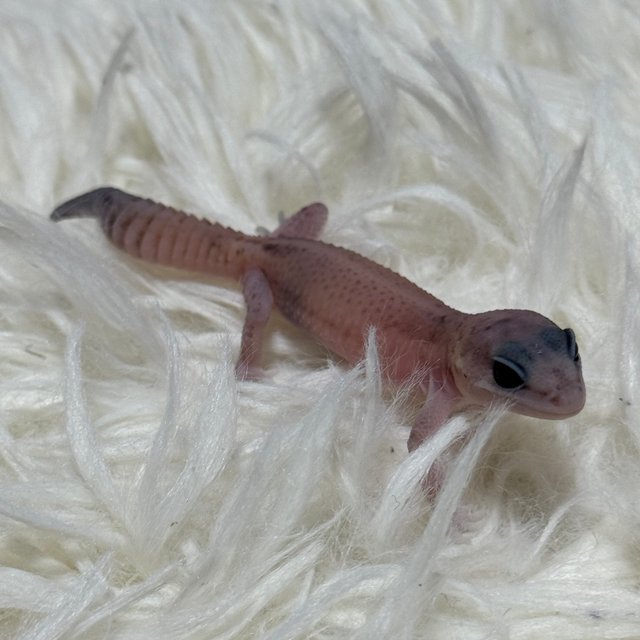 오레오 패턴리스