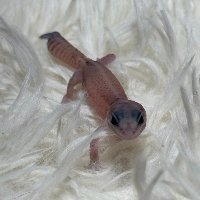 오레오 패턴리스