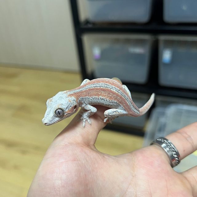 레드