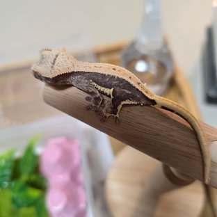 릴리100%헷아잔틱