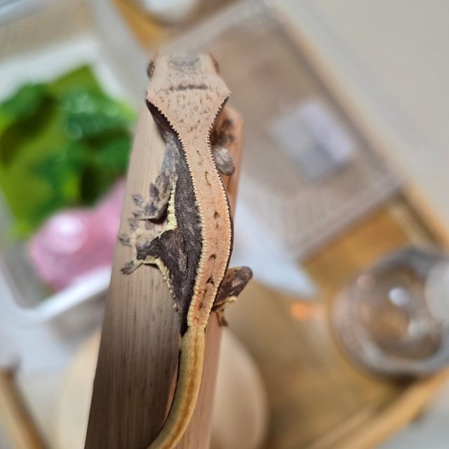 릴리100%헷아잔틱