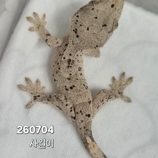 사일이
