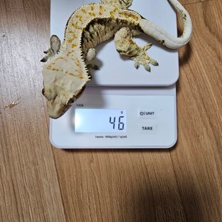 노멀 익스트림할리퀸 트라이