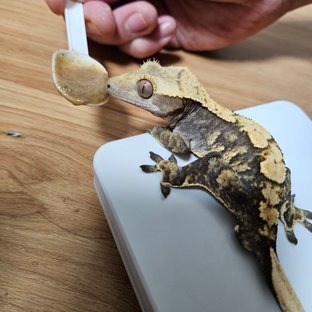 노멀 트라이 화이트스팟