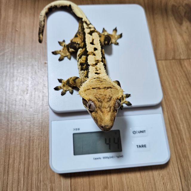 트라이 익스트림할리퀸 드리피