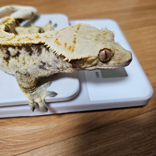 노멀 익스트림할리퀸 트라이