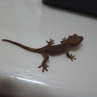 다크 팬텀 100%헷아잔틱