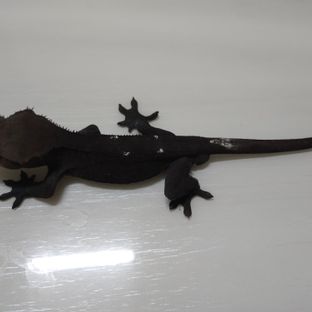 아잔틱