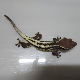 프랖