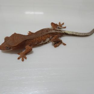 팬프