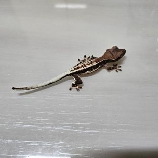 프랖