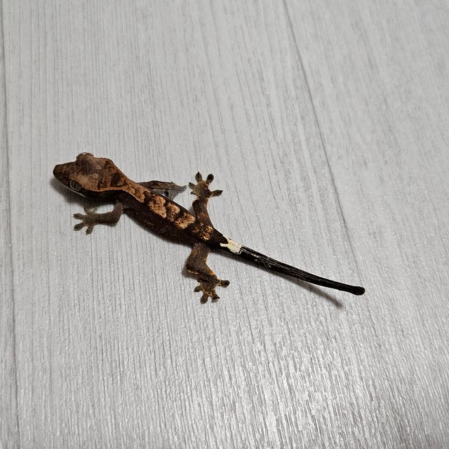 카푸치노