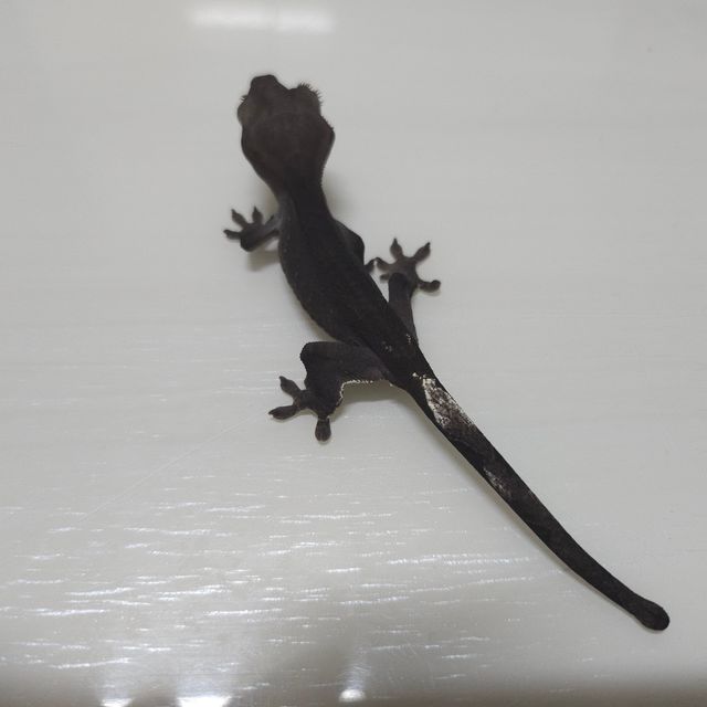 아잔틱