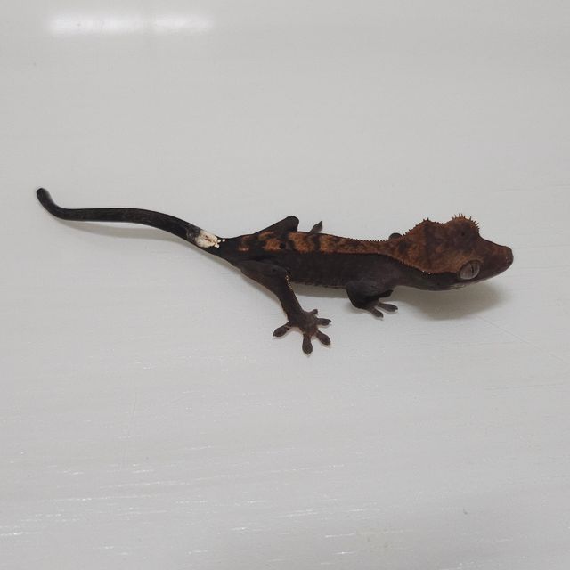 카푸치노