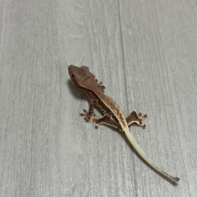 프라푸치노