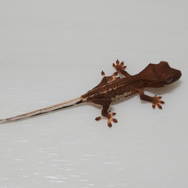 팬텀 릴리100%헷아잔틱