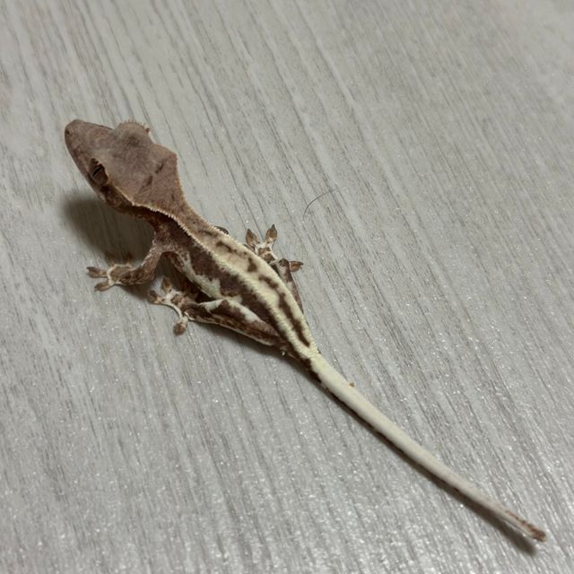 프라푸치노