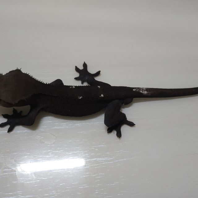 아잔틱