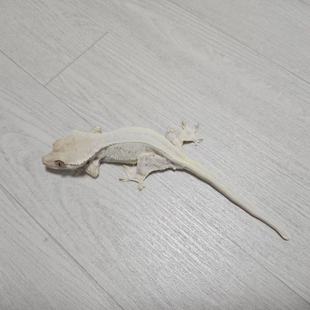 릴리화이트