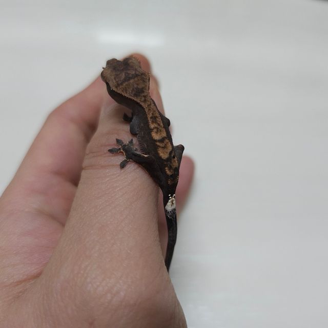 카푸치노