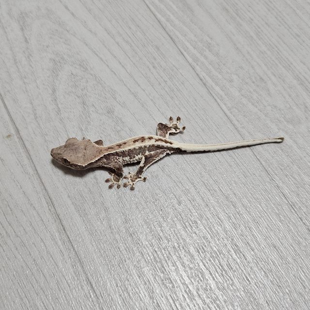 프라푸치노