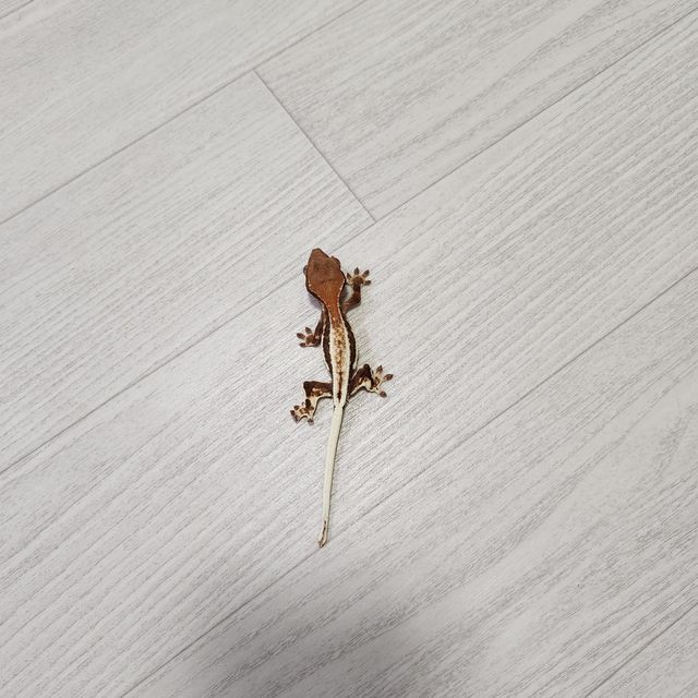 프라푸치노
