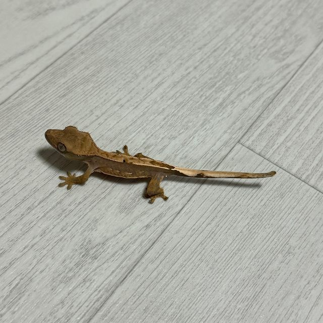 100%헷아잔틱