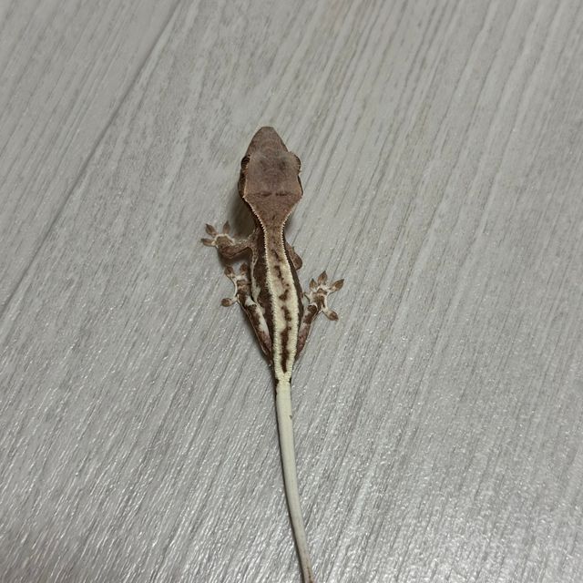 프라푸치노