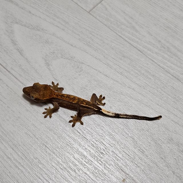 노멀