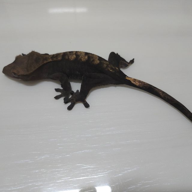 다크 플레임