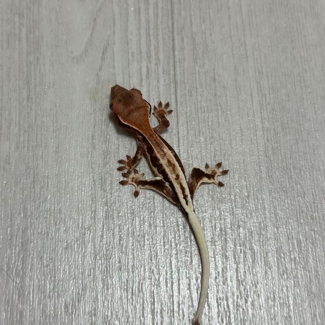 프라푸치노