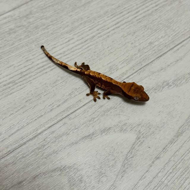 100%헷아잔틱