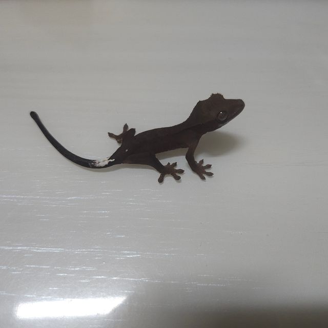 챠콜 카푸치노