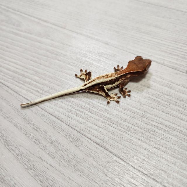 프라푸치노