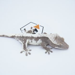 릴잔틱