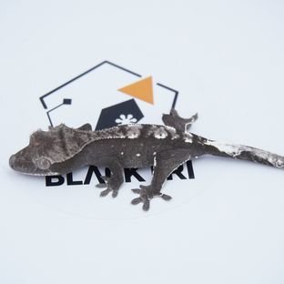 아잔틱