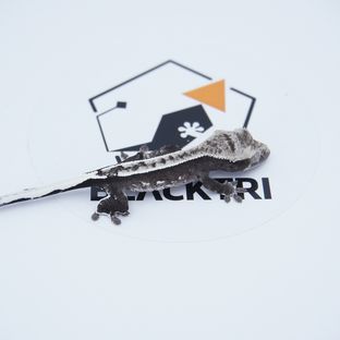 아잔틱