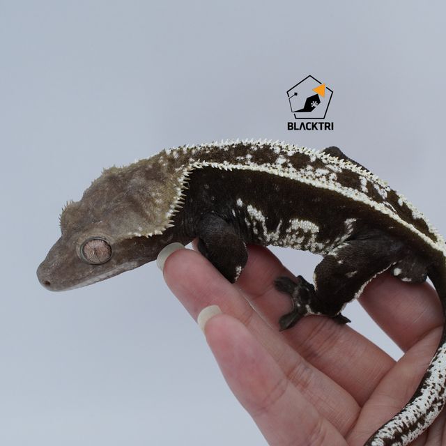 아잔틱