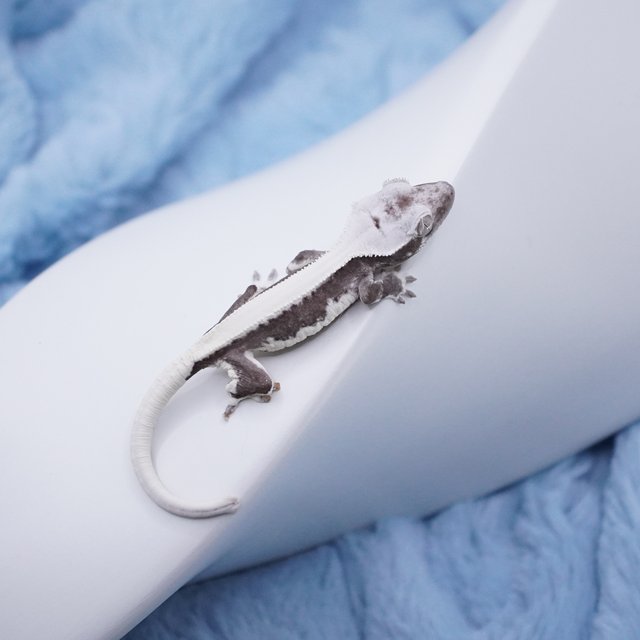 릴잔틱 솔리드백