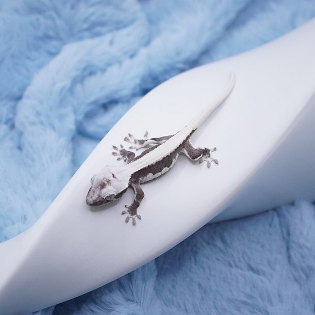 릴잔틱 솔리드백