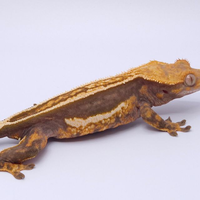 엠티백