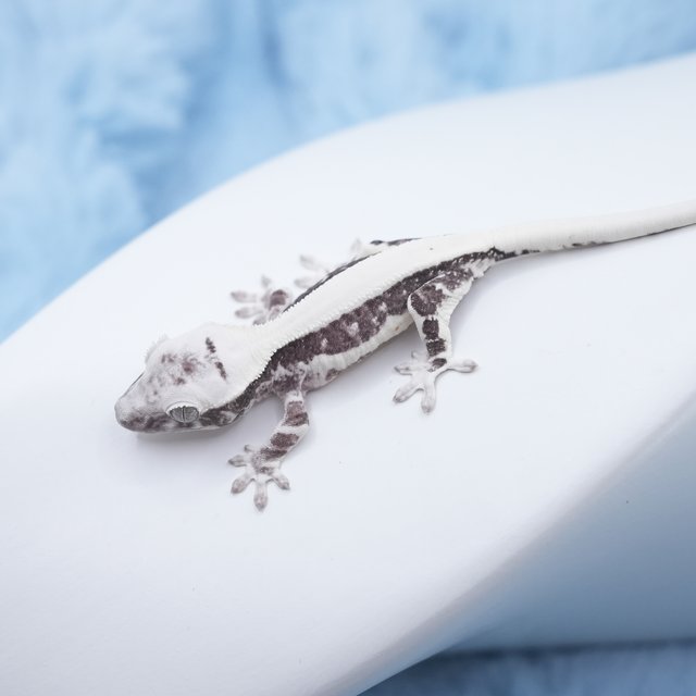 릴잔틱 솔리드백