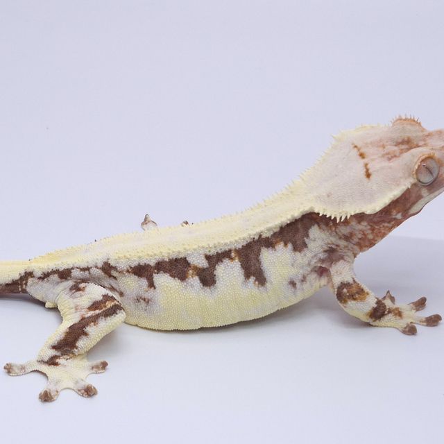 릴리100%헷아잔틱