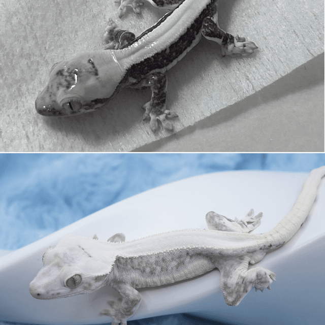 릴잔틱 솔리드백