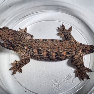 노멀 누아나 하이 컬러