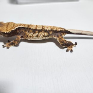 노멀 트라이 익스트림할리퀸 화이트