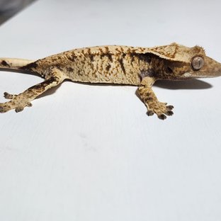 노멀 트라이 화이트