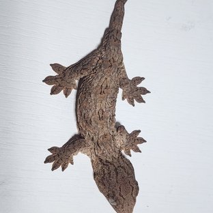 누아나 하이 컬러