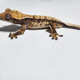 노멀 트라이 익스트림할리퀸 화이트